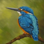IJsvogel 5 IJsvogel 5