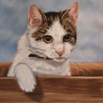 Jonge kat Jonge kat