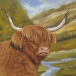 Hooglander stier Hooglander stier