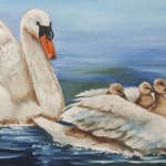 Zwanen met jongen Zwanen met jongen