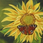 Dagpauwoog op zonnebloem Dagpauwoog op zonnebloem