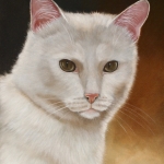 Witte kat Witte kat