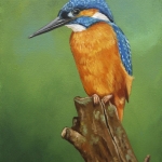 IJsvogel 3 IJsvogel 3