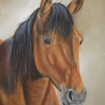 Paard Paard