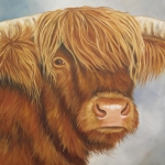 Schotse hooglander Schotse hooglander