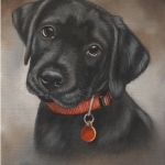 Labrador Pup Labrador Pup