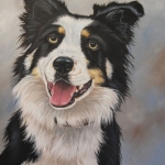 Border Collie Border Collie