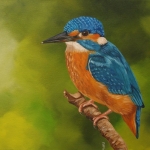 IJsvogel 6 IJsvogel 6