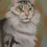 Main Coon tweeluik Main Coon tweeluik