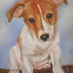 Jack Russel Pup 2 Jack Russel Pup 2
