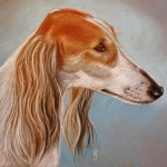 Saluki Saluki