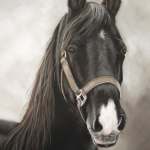 Zwart Paard Zwart Paard