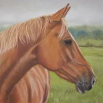 Paard in wei Paard in wei