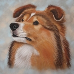 Sheltie Sheltie