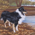 Sheltie bij bosvijver Sheltie bij bosvijver