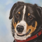 Entlebucher Mountain dog Entlebucher Mountain dog