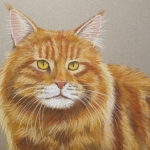 Maine Coon Maine Coon