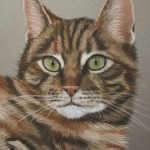 Cyperse kat Cyperse kat
