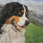 Berner Sennen 8 Berner Sennen 8