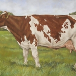 Koe holstein roodbont Koe holstein roodbont