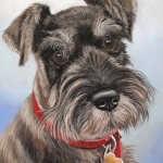 Schnauzer Schnauzer