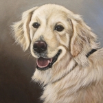 Golden Retriever Golden Retriever