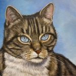 Cyperse kat blauwe ogen Cyperse kat blauwe ogen