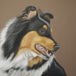 Sheltie Sheltie
