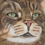Europese korthaar - Brown Tabby Europese korthaar - Brown Tabby