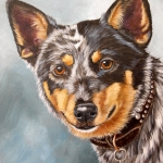 Australian Cattle dog Australian Cattle dog