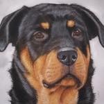 Rottweiler Rottweiler