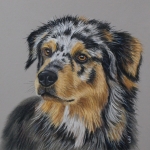 Australian Shepherd Australian Shepherd