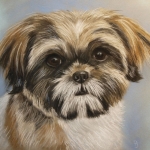 Shih Tzu Shih Tzu