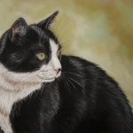 Kat zwart wit Kat zwart wit