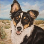 Jonge border collie Jonge border collie