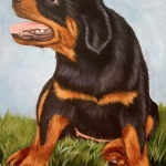 Rottweiler pup Rottweiler pup