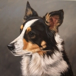 Border Collie Border Collie