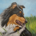 Sheltie Sheltie
