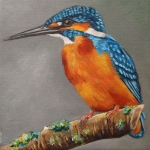 IJsvogel 9 IJsvogel 9
