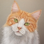 Maine coon Maine coon