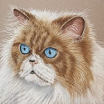 Perzische kat Perzische kat