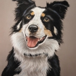 Border Collie 5 Border Collie 5