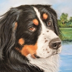 Berner Sennen 9 Berner Sennen 9