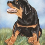 Rottweiler pup Rottweiler pup