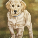Labrador Retriever Pup Labrador Retriever Pup