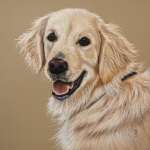 Golden Retriever Golden Retriever