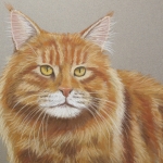 Maine Coon Maine Coon