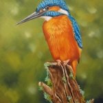 IJsvogel op stam IJsvogel op stam