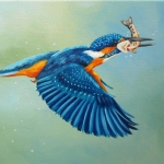 IJsvogel vliegend IJsvogel vliegend