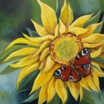 Dagpauwoog op zonnebloem Dagpauwoog op zonnebloem